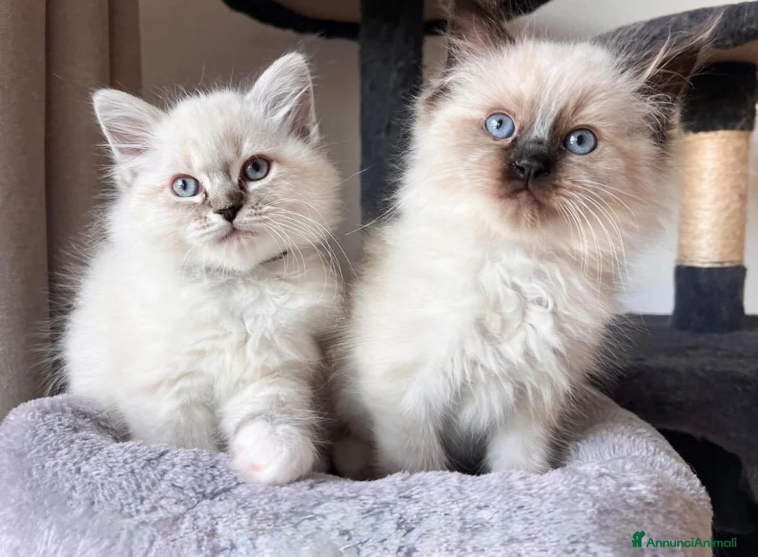 Ragdoll gatti in vendita: Bellissimi cuccioli di ragdoll - Annuncio 1