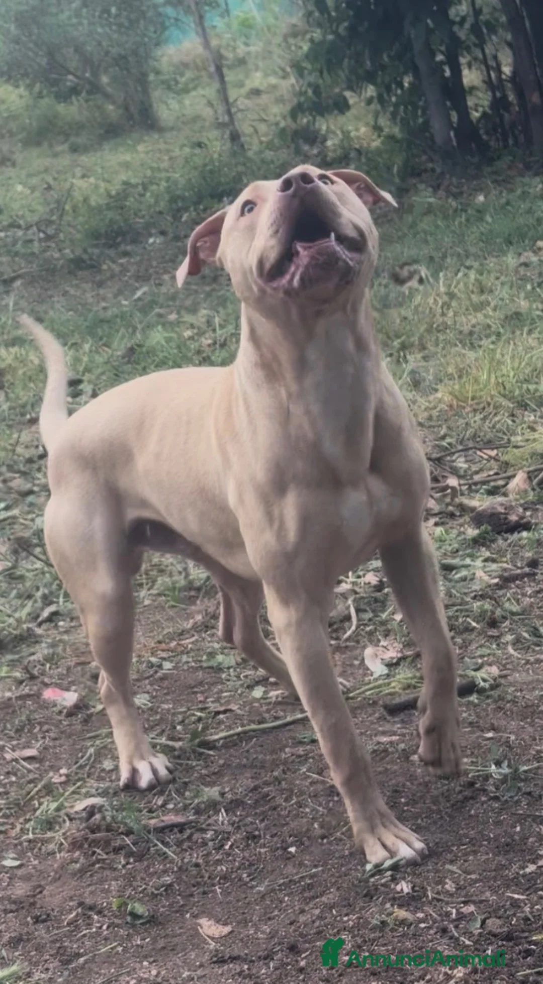 Pitbull cani per accoppiamento:  Monta Pitbull ukc  - Annuncio 2