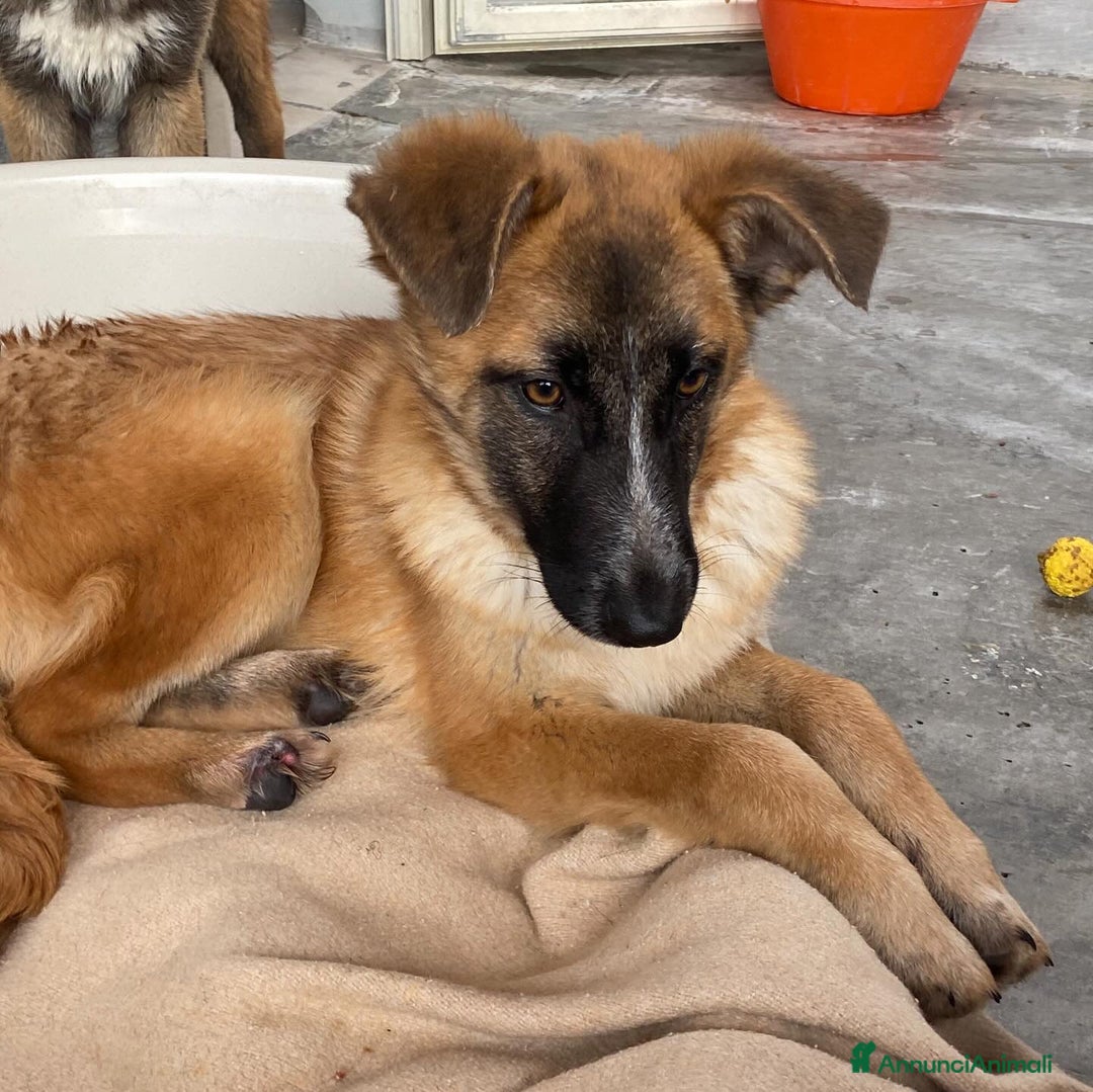 Meticcio cani in regalo: DIVA 5 mesi e mezzo incrocio pastore belga  - Annuncio 3