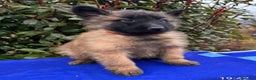 Pastore Belga cani in vendita: Cuccioli pastore belga Malinois  - Annuncio 4