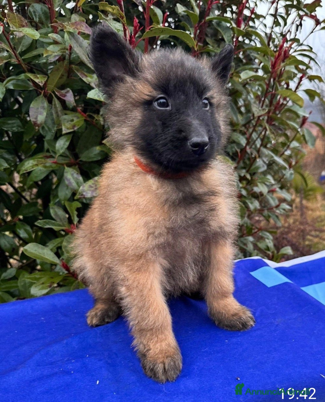 Pastore Belga cani in vendita: Cuccioli pastore belga Malinois  - Annuncio 4