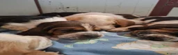 Bassethound cani in vendita: Meravigliosi Cuccioli di Bassethound  - Annuncio 10
