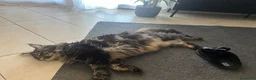 Maine Coon gatti in regalo: Maine coon a Provincia di Brescia - Annuncio 7
