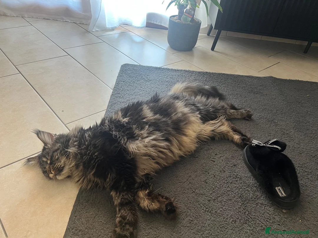 Maine Coon gatti in regalo: Maine coon a Provincia di Brescia - Annuncio 7