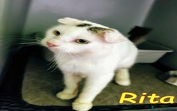 Europeo gatti in regalo: DOLCE RITA💘 a Provincia di Alessandria - Immagine 3