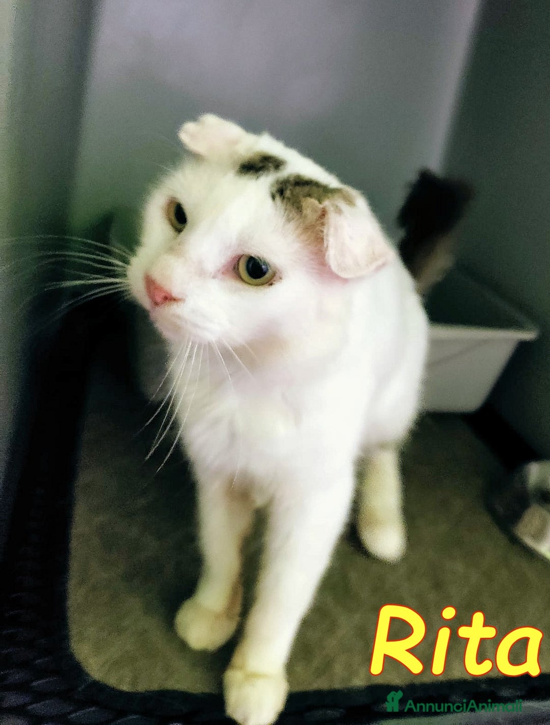 Europeo gatti in regalo: DOLCE RITA💘 a Provincia di Alessandria - Immagine 3