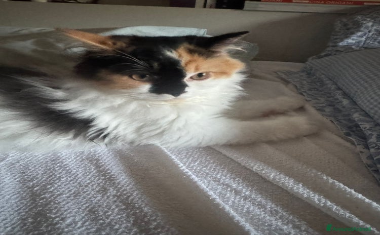 Persiano gatti a Provincia di Reggio Emilia - Annuncio 18
