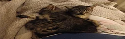 Certosino gatti in regalo: Fratellini tigratini - Annuncio 2
