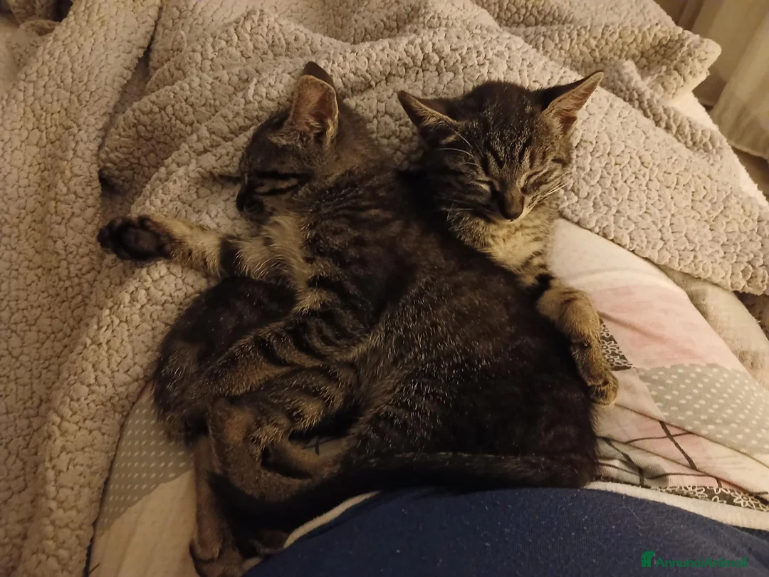 Certosino gatti in regalo: Fratellini tigratini - Annuncio 2