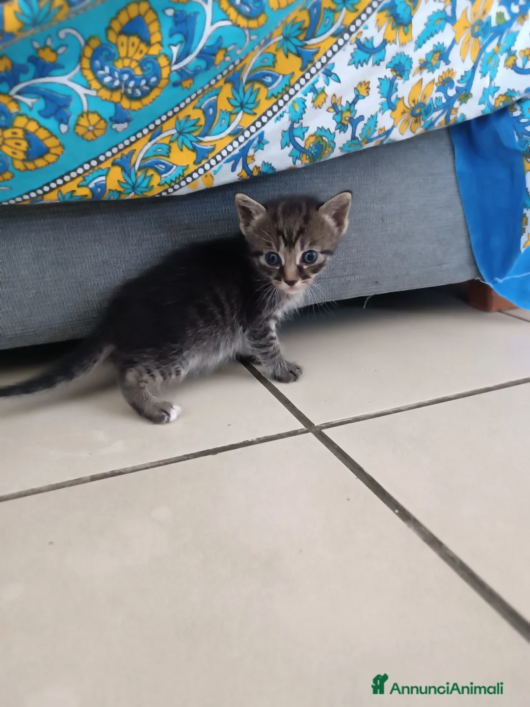 Europeo gatti in vendita: Gattina svezzata, usa la lettiera - Annuncio 10
