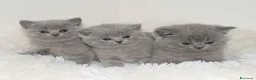 British gatti in vendita: BRITISH Shorthair BLU - Annuncio 5