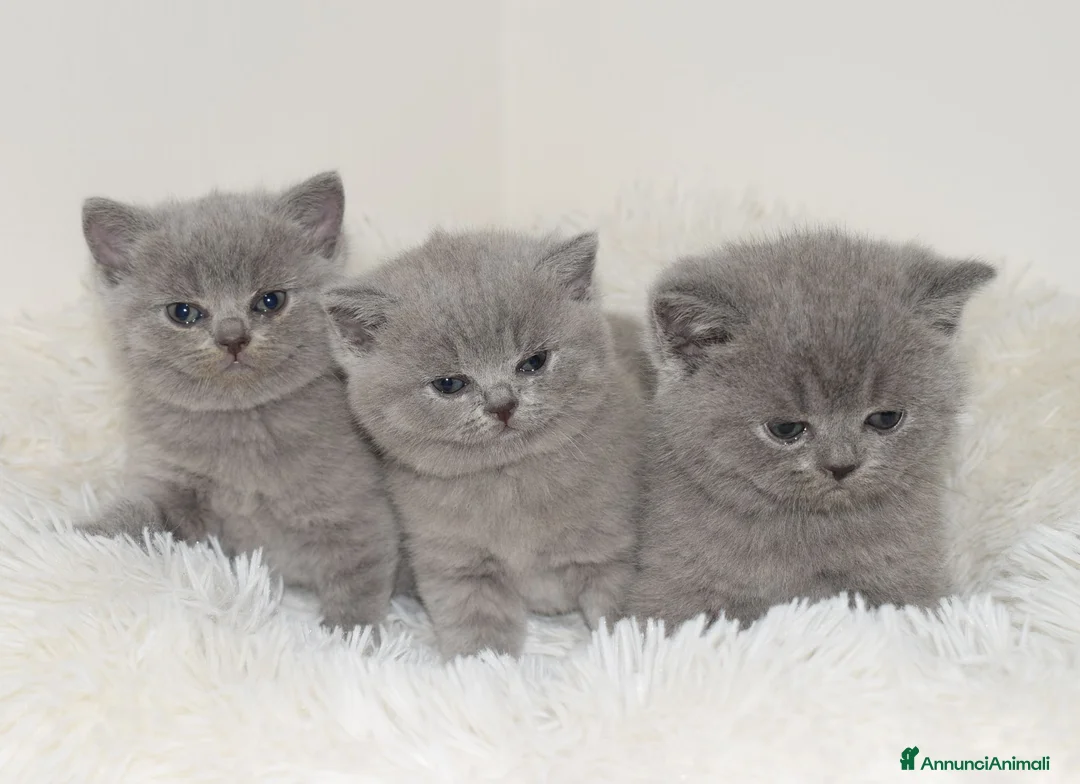 British gatti in vendita: BRITISH Shorthair BLU - Annuncio 2