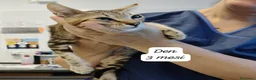 Altre razze gatti in regalo: Gattini destinati alla colonia  a Provincia di Ferrara - Annuncio 6