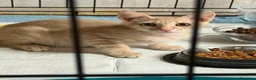 Meticcio gatti in regalo: Ippolito - Annuncio 2