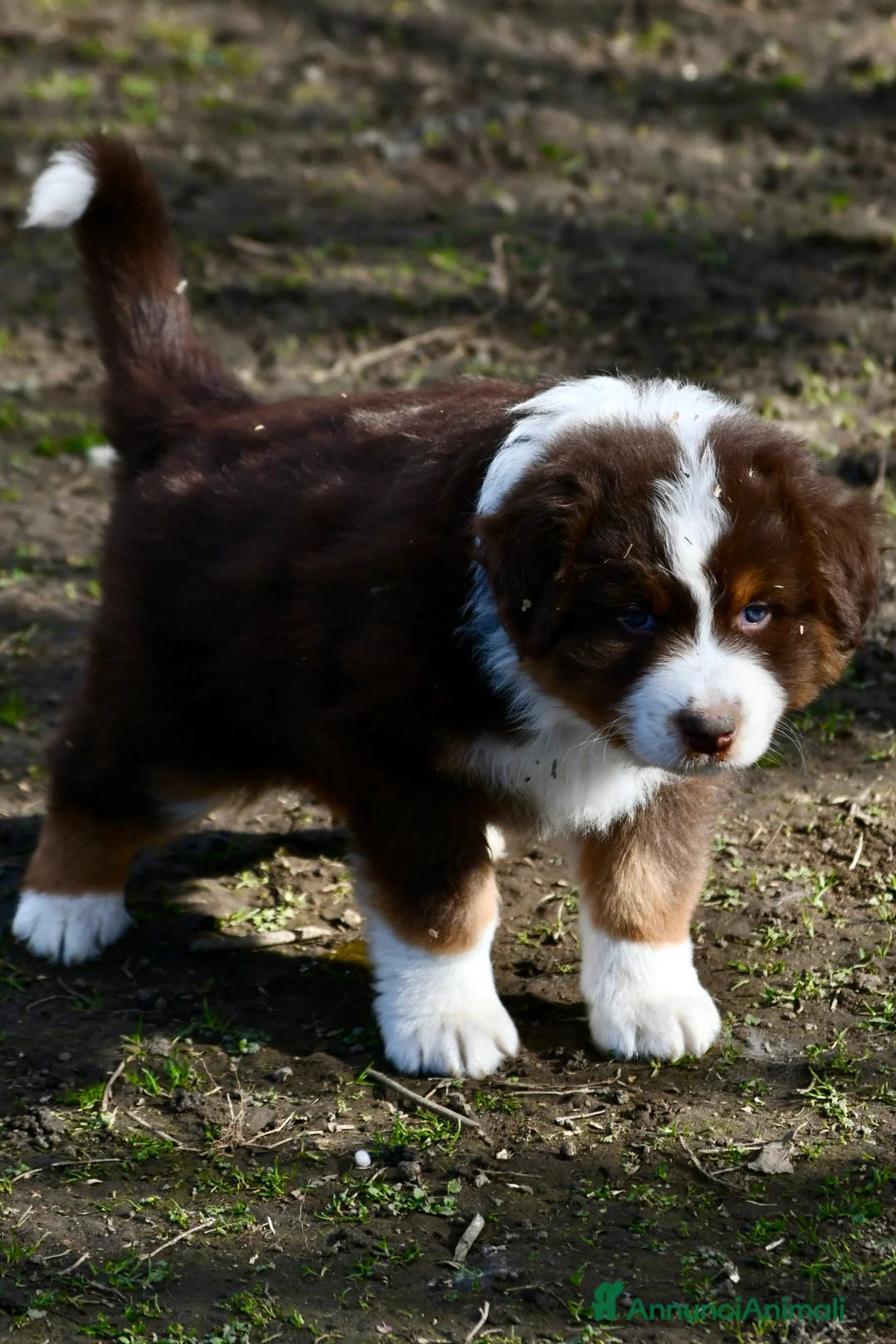 Australian Shepherd cani in vendita: Cuccioli di Pastore Australiano  - Annuncio 7