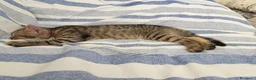 Europeo gatti in regalo: Regalo gattini a scelta, sono 3 a Provincia di Modena - Annuncio 1