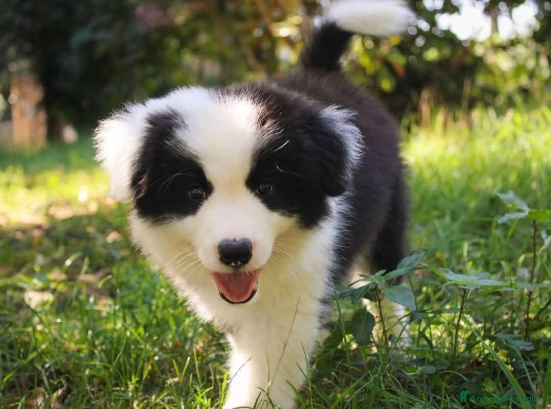 Border Collie cani Cuccioli Border Collie  - Annuncio 2