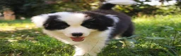 Border Collie cani in vendita: Cuccioli Border Collie  - Annuncio 2