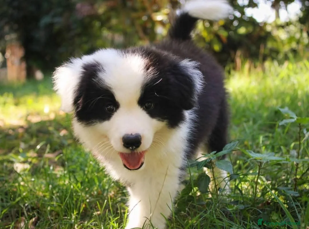 Border Collie cani in vendita: Cuccioli Border Collie  - Annuncio 2