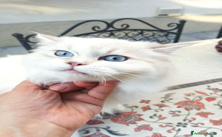 Persiano gatti a Provincia di Reggio Emilia - Annuncio 2