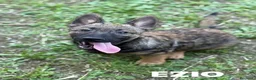 Meticcio cani in regalo: EZIO, lupetto ZAMPACORTA super coccolone! - Annuncio 3