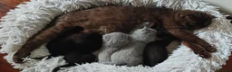 Scottish gatti in vendita: Gattini Scottish Fold & Straight con Pedigree - Annuncio 7