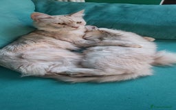 Maine Coon gatti in vendita:  Maine Coon pedigree ANFI senza limitazioni  - Immagine 12