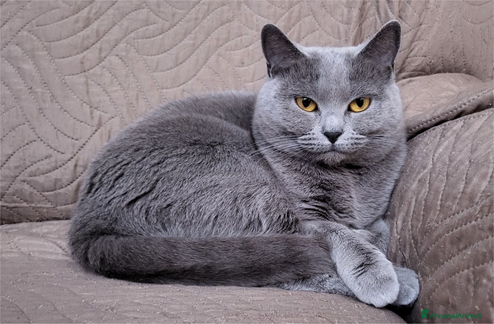 Certosino gatti Gattini Certosini con Pedigree ANFI - Annuncio 1
