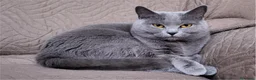 Certosino gatti in vendita: Gattini Certosini con Pedigree ANFI a Provincia di Forlì-Cesena - Annuncio 1