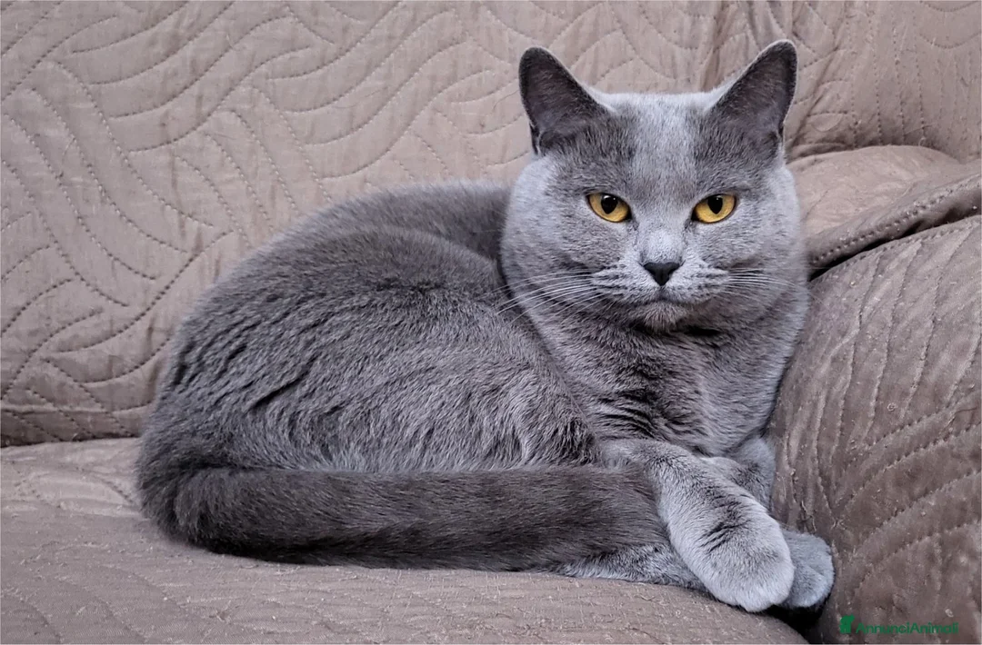 Certosino gatti in vendita: Gattini Certosini con Pedigree ANFI a Provincia di Forlì-Cesena - Annuncio 1