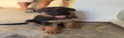 Pastore Tedesco cani in vendita: Pastore tedesco  a Città Metropolitana di Napoli - Annuncio 3