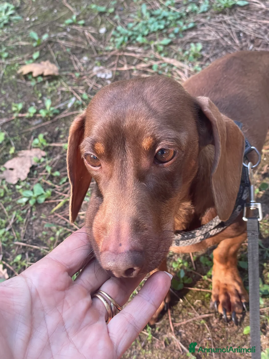 Bassotto cani per accoppiamento: Accoppiamento  - Annuncio 2