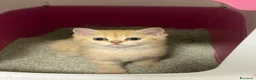 British gatti in vendita: British femmina Golden  - Annuncio 6