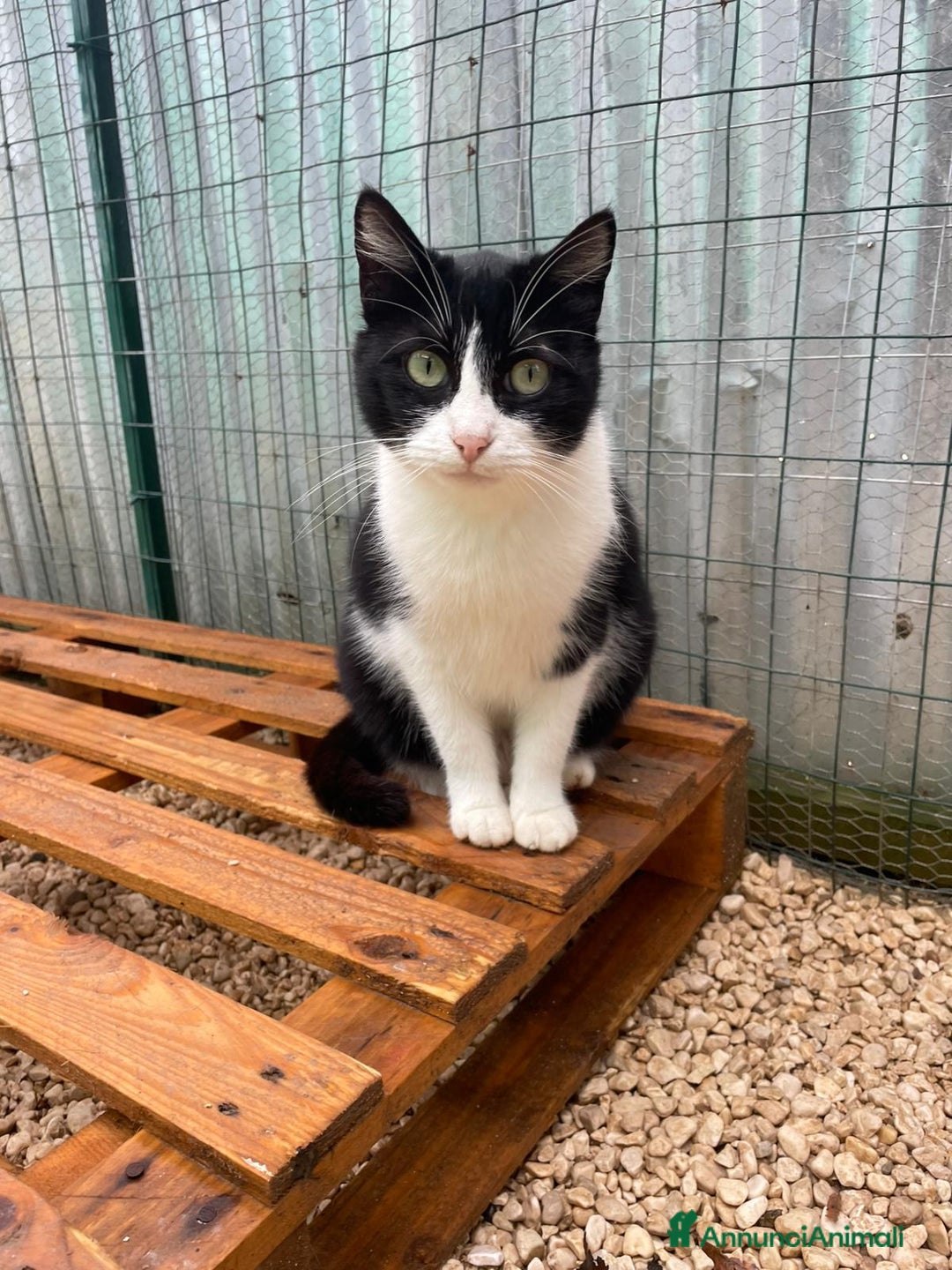 Meticcio gatti in regalo: LA BELLA PESCA - Annuncio 1