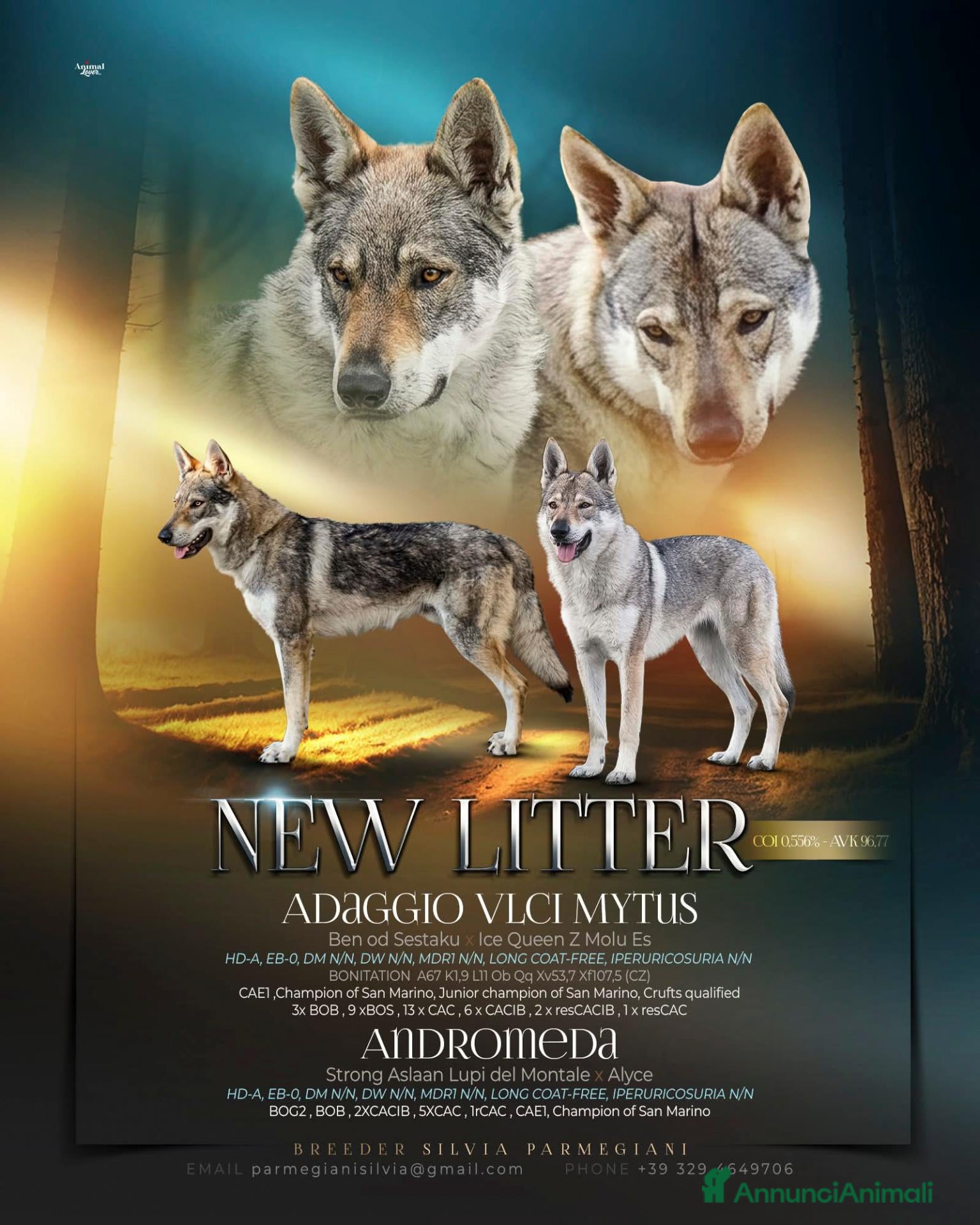 Lupo Cecoslovacco cani CUCCIOLI Canelupo Cecoslovacco - Annuncio 3