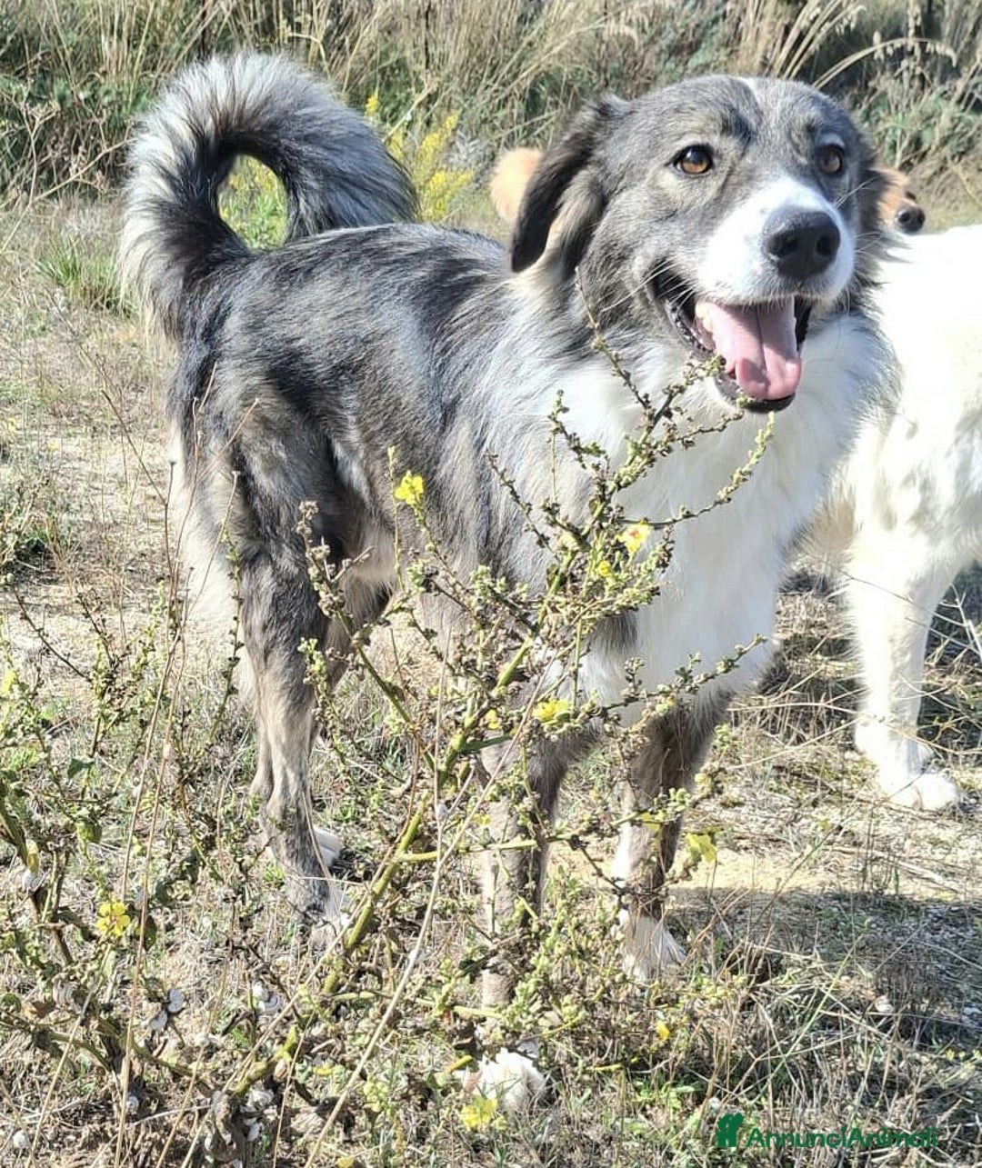 Meticcio cani in regalo: Derek 1 anno taglia media  - Annuncio 5