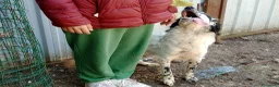 Setter Inglese cani in regalo: CHEROKEE - Annuncio 3