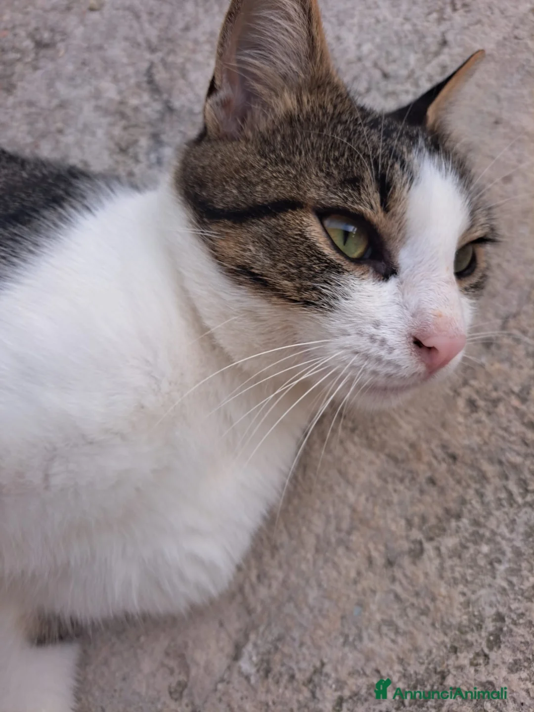 Altre razze gatti in regalo: CERCA CASA 🏡 - Annuncio 1
