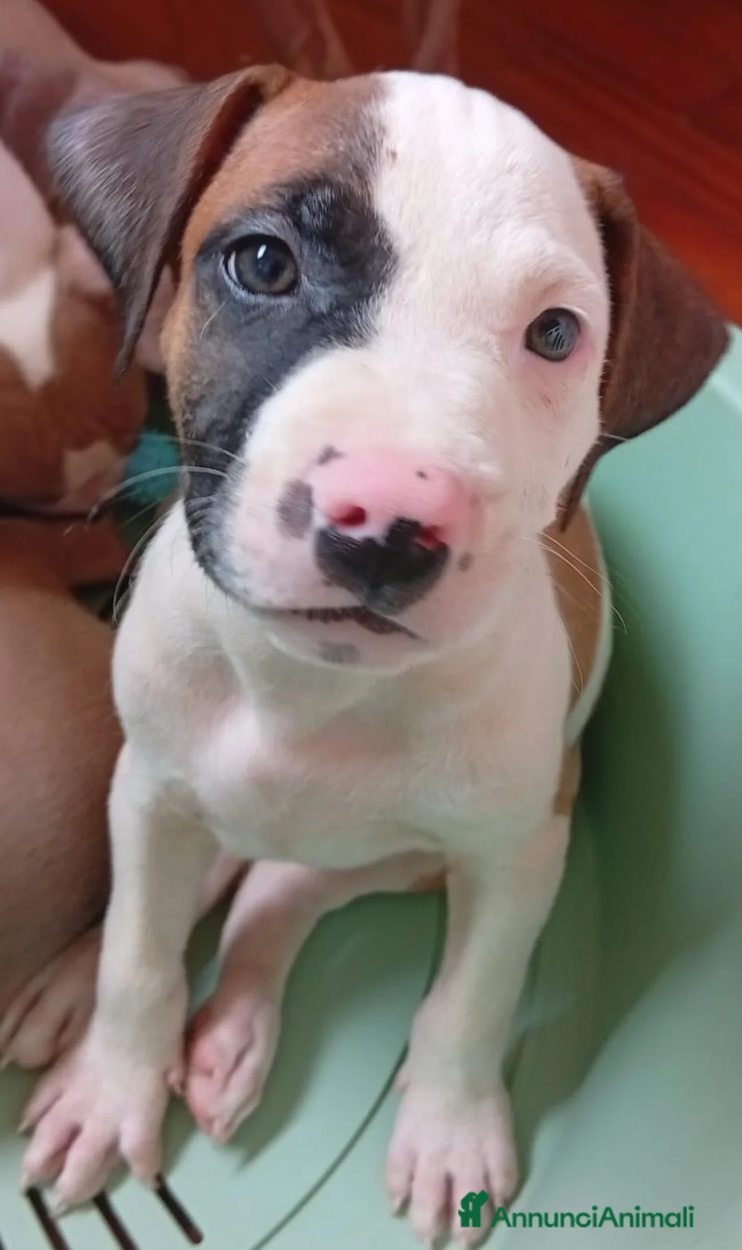 Altre razze cani in vendita: American Pitbull terrier Standart UKC  - Annuncio 2
