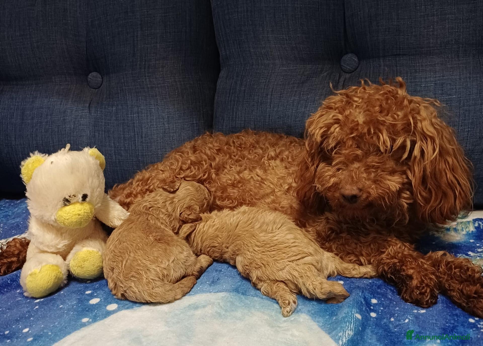 Barboncino Toy cani  Barboncino Toy – 1 Maschio e 1 Femmina - Annuncio 11