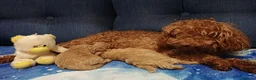 Barboncino Toy cani in vendita:  Barboncino Toy – 1 Maschio e 1 Femmina a Città Metropolitana di Genova - Annuncio 1