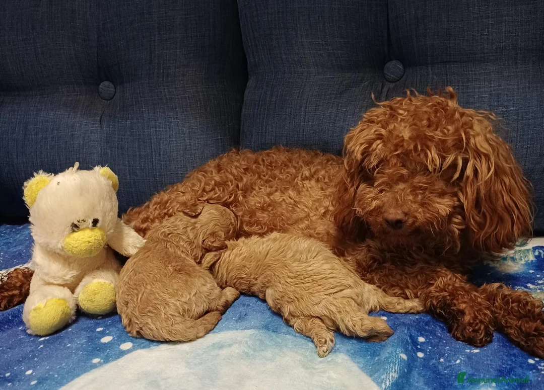 Barboncino Toy cani in vendita:  Barboncino Toy – 1 Maschio e 1 Femmina a Città Metropolitana di Genova - Annuncio 1