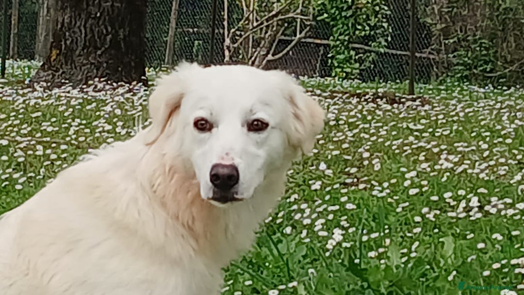 Meticcio cani in regalo: LUCIA E' IN CERCA DELL' AMORE VERO - Annuncio 3