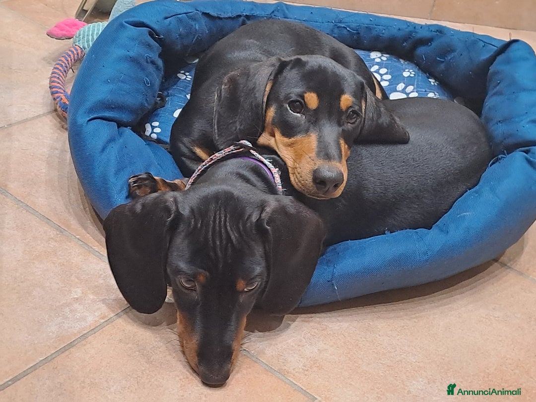 Bassotto cani in vendita: Adorabili cuccioli di bassotto  - Immagine 5