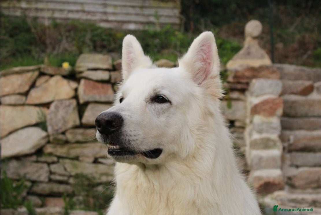 Pastore Svizzero cani Simil Pastore Svizzero - Annuncio 1