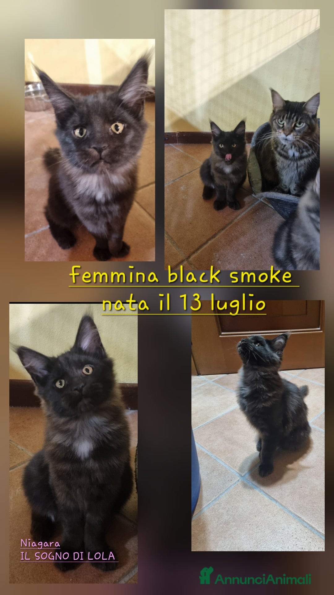 Maine Coon gatti in vendita: TENERISSIMA CUCCIOLA MAINE COON PEDIGREE ANFI - Annuncio 6