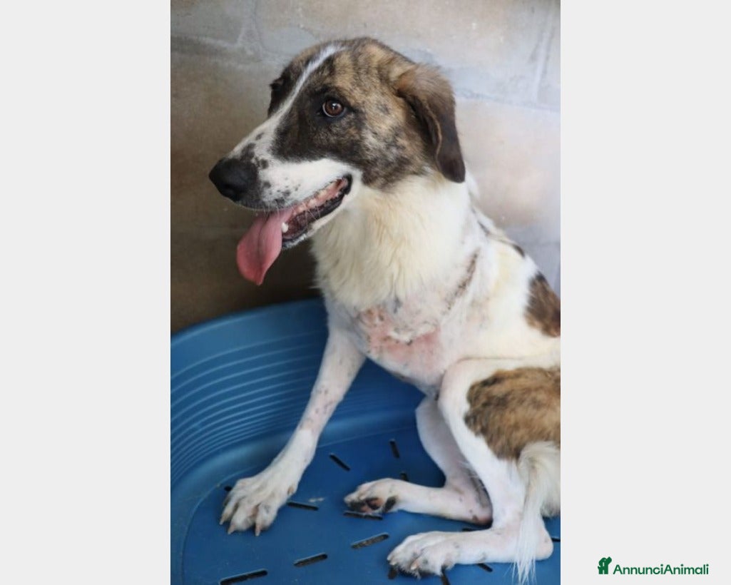 Meticcio cani TRIPODE 4anni vittima della cattiveria PUGLIA a Milano - Annuncio 27