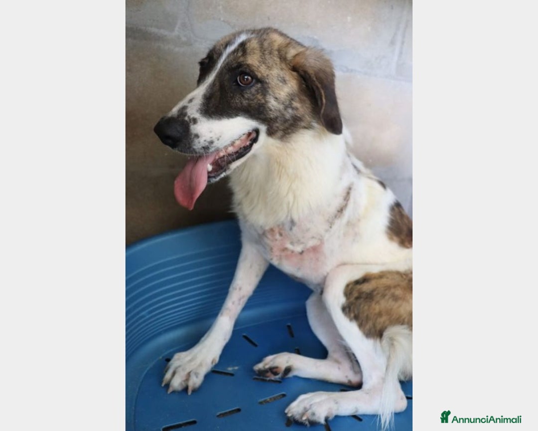 Meticcio cani in regalo: TRIPODE 4anni vittima della cattiveria PUGLIA a Milano - Annuncio 1
