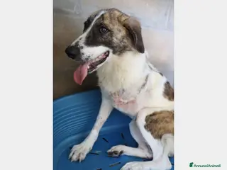 Meticcio cani TRIPODE 4anni vittima della cattiveria PUGLIA a Milano - Annuncio 8
