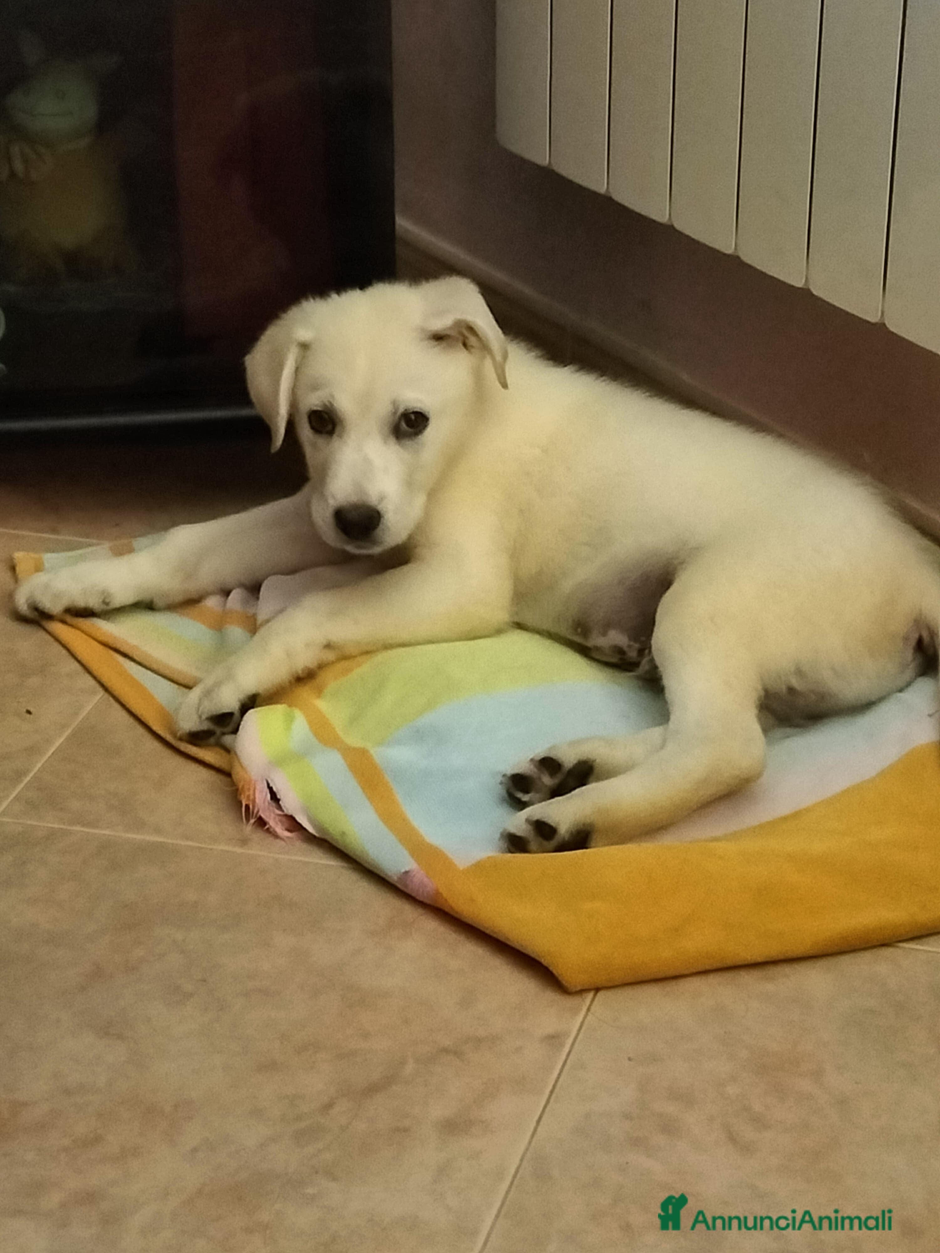 Meticcio cani Ugo splendido cucciolo taglia medio grande - Annuncio 23